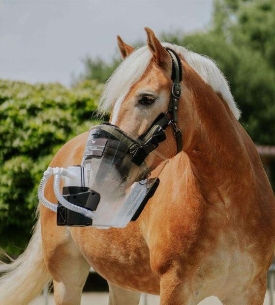 Horse wearing the inhalation mask